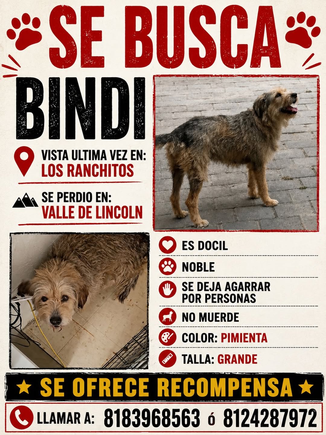 Bindi, Perro extraviado en García