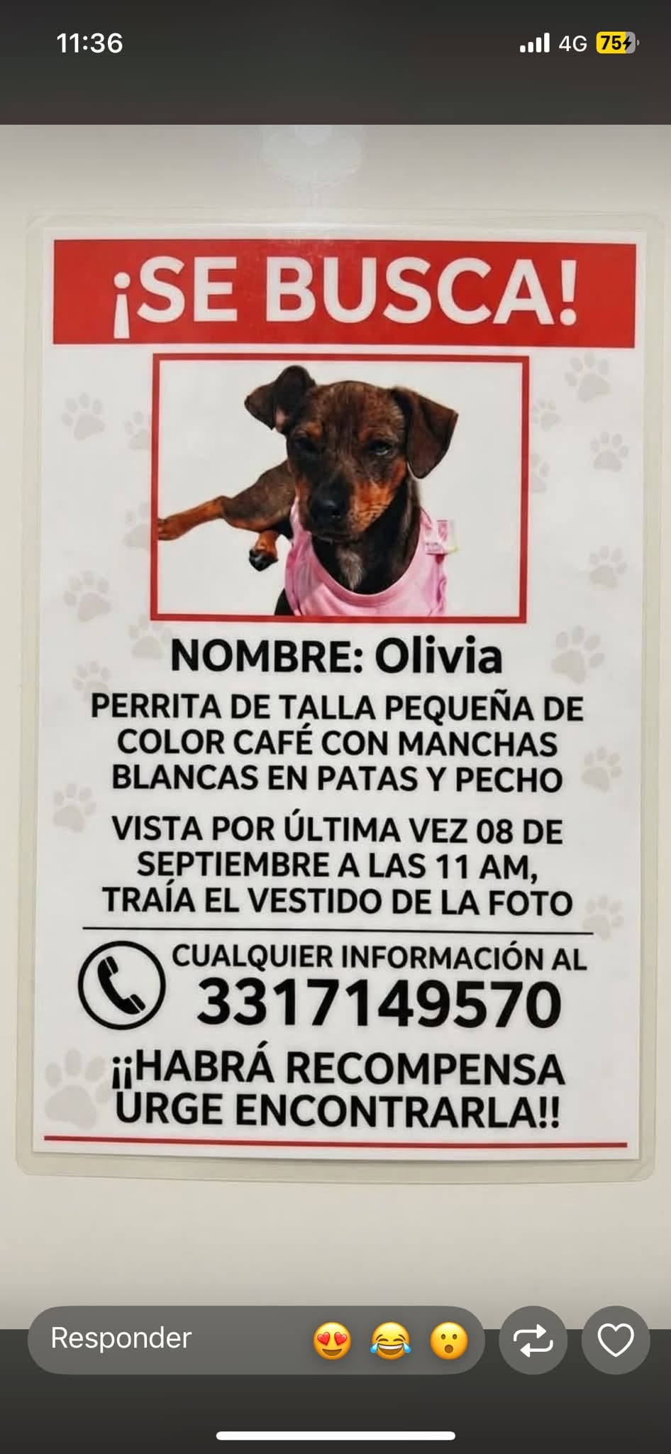 Olivia, Perro extraviado en Guadalajara