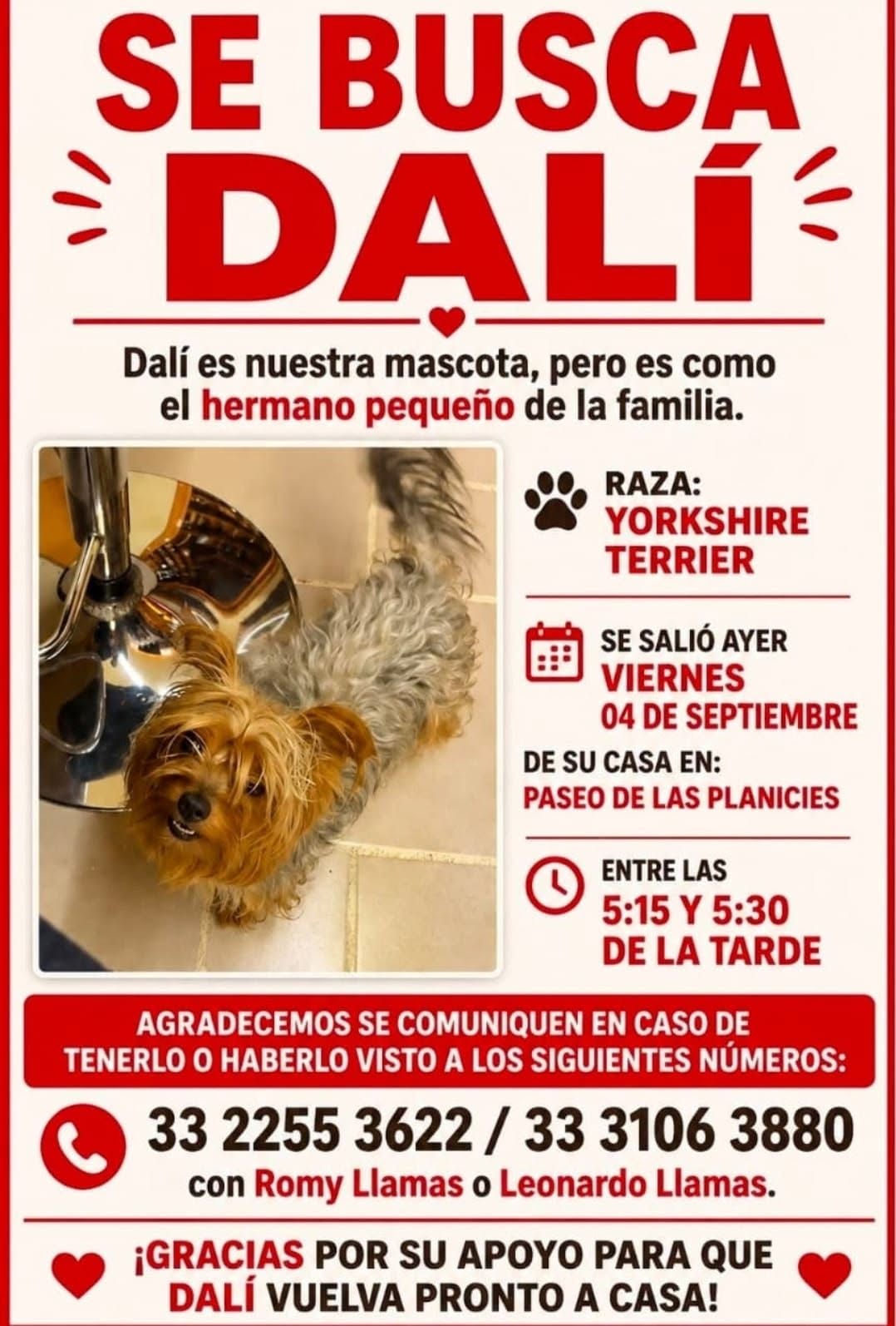 Dali, Perro extraviado en Tlajomulco de Zúñiga